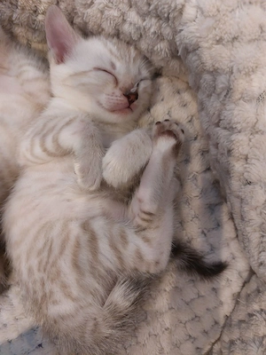 3 süße Bengalkitten suchen ein schönes Zuhause Bild 3