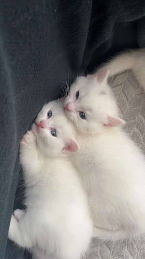 BKH kitten