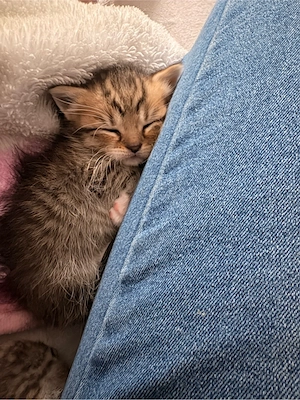 BKH Kitten 