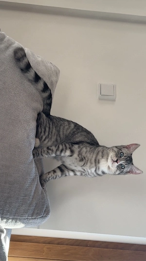 2 katzen zu verkaufen