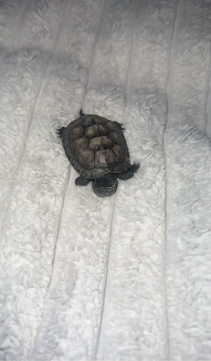 Wasserschildkröten Bild 2