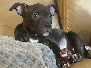 American Pocket Bully Hündin 9 wochen alt 