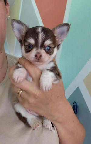 5 chihuahua Welpen 