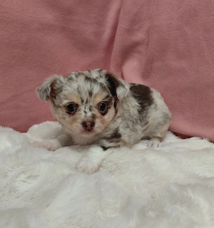 5 chihuahua Welpen  Bild 3