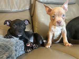 American Pocket Bully Hündin welpe 9 wochen 
