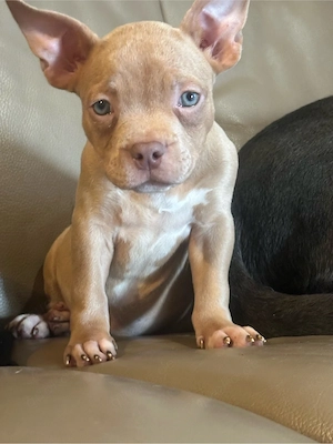 American Pocket Bully Merle Hündin  9 wochen alt