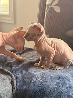 Entzückende Sphynx- und Elf-Sphynx-Kitten zu verkaufen!
