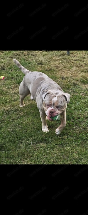 Wurfankündigung Old English Bulldogge      Bild 4