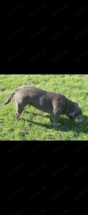 Wurfankündigung Old English Bulldogge      Bild 2