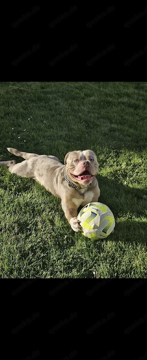 Wurfankündigung Old English Bulldogge      Bild 5