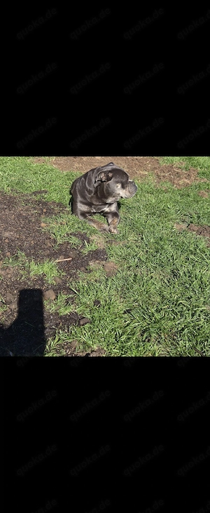 Wurfankündigung Old English Bulldogge      Bild 3