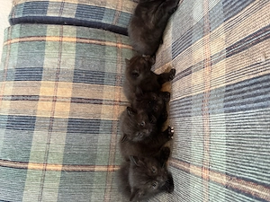    Süße Kitten abzugeben   BKH Mix, gesund & verspielt