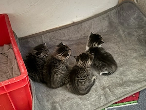 Flauschige Kitten 