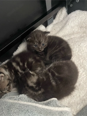 Bezaubernde Maine Coon Mix Kitten suchen ein liebevolles Zuhause!