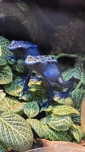 Tinctorius Azureus Nachzuchten