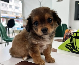 FILOU - kleine Knutschkugel (wartet in Rumänien)