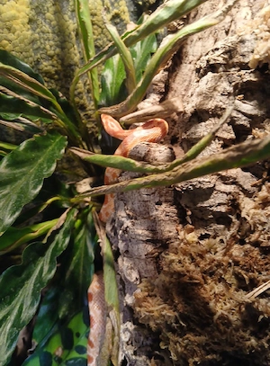 Kornnatter Albino 