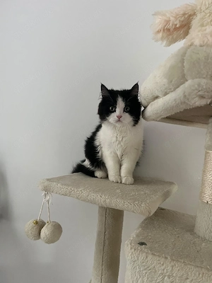 Britisch Kurzhaar und Perser Mischling Kater