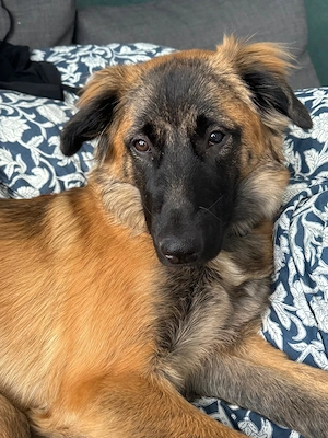 Schäferhund mix Molly 
