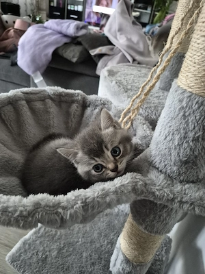 BKH  Kitten zu verkaufen 