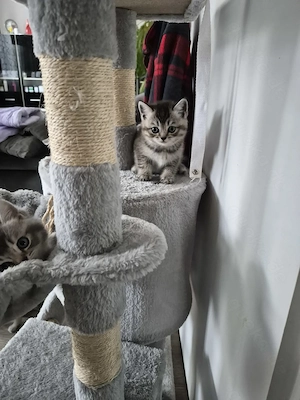 Süße  BKH Kitten zuverkaufen 