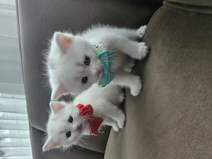 Baby katze zuverkaufen