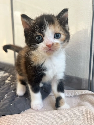 Ragdoll BKH Kitten