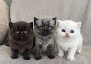 Süße BLH   BKH Kitten.    
