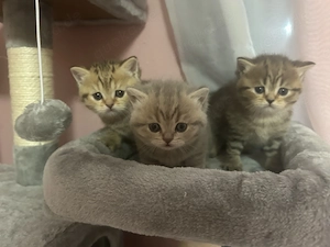 Süße BKH Kitten abzugeben