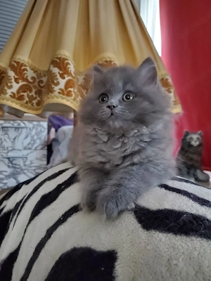 Ragdoll Mix Kater Baby Katze 