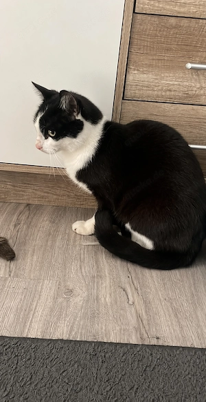  Liebevolles Zuhause für geretteten Kater gesucht 