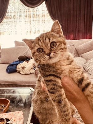 bkh kitten Mädchen 