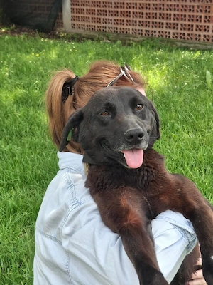 Darla (geb. ca. 2023) lebt im Tierheim in Bosnien und sucht ein Zuhause,