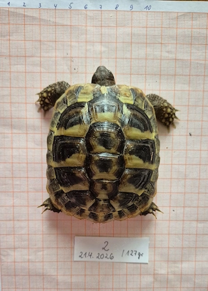 Testudo hermanni boettgeri 2022 tendenziell Weibchen