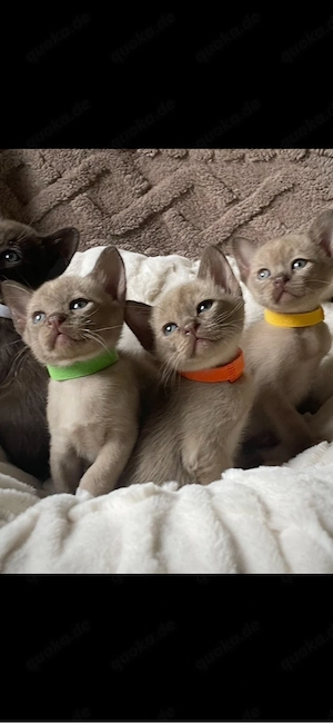 Burma Katze Kitten