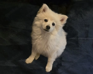Wunderschön Welpe Zwergspitz (Pomeranian )