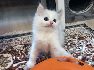 Wunderschöne Reinrassige Ragdoll 1 männl.