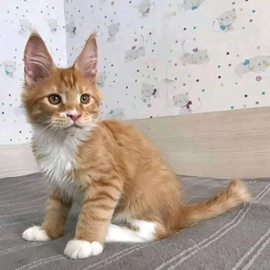 Bezaubernde reinrassige Maine-Katzen (männlich und weiblich)
