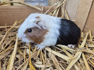 4 Meerschweinchen 