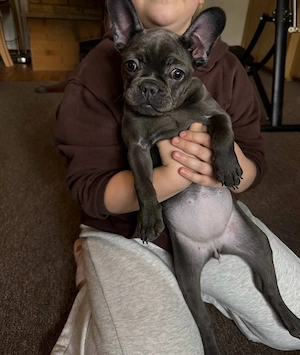 Französische Bulldogge
