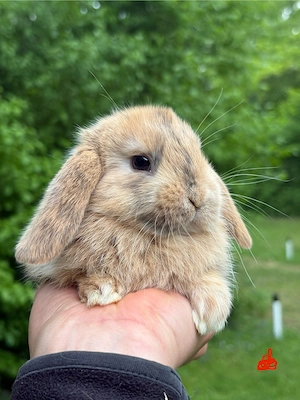 Zwergkaninchen Babys Minilop Zwergwidder  Bild 3