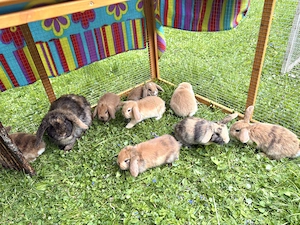 Zwergkaninchen Babys Minilop Zwergwidder 