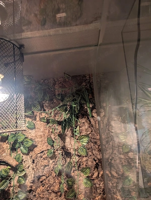 Terrarium, Glas, 120cm Bild 5