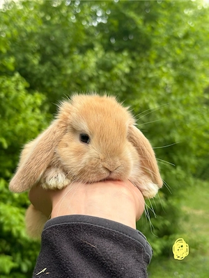 Zwergkaninchen Babys Minilop Zwergwidder  Bild 10