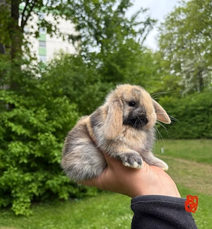 Zwergkaninchen Babys Minilop Zwergwidder  Bild 5