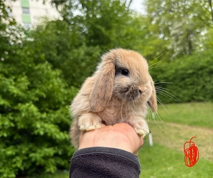 Zwergkaninchen Babys Minilop Zwergwidder  Bild 4