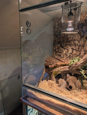 Terrarium, Glas, 120cm Bild 4