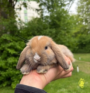 Zwergkaninchen Babys Minilop Zwergwidder  Bild 2