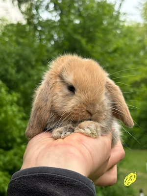 Zwergkaninchen Babys Minilop Zwergwidder  Bild 7