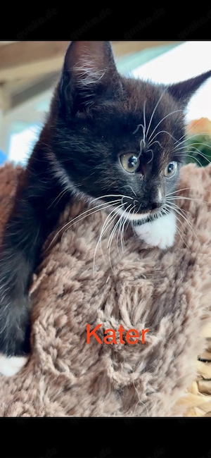 Kitten katzenbaby